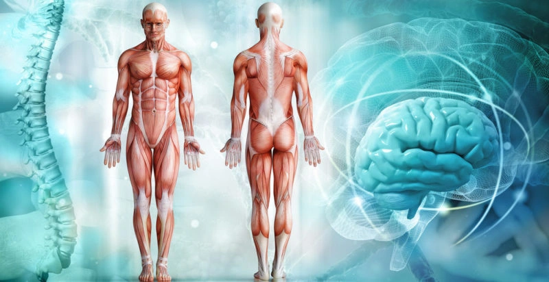 ¿Sabías que…? Curiosidades del cuerpo humano